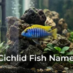 Colorful African cichlid near rockwork, cichlid fish names inspiration