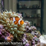 Orange ocellaris clownfish in a bubble-tip anemone, illustrating clownfish names