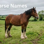Bay Clydesdale-type horse with white feathered legs in a pasture, for a guide to big horse names