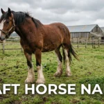 Bay Clydesdale draft horse in a paddock, one option for draft horse names