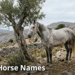 Dapple-grey horse beside an olive tree on a stone-walled hillside, for Greek horse names