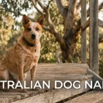 Australian Cattle Dog outdoors, illustrating Australian dog names ideas
