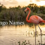 Flamingo standing in shallow water with natural pink feathers for flamingo names