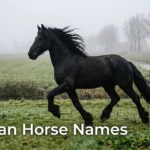 Black Friesian stallion trotting through a misty pasture, illustrating friesian horse names