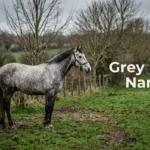 Dapple grey horse standing in a paddock, cover image for grey horse names