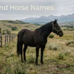 Black Quarter Horse in a foothills pasture, for a guide to Heartland horse names