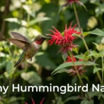 Hummingbird hovering near a flower, funny hummingbird names inspiration