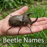 Rhinoceros beetle on a child's palm, one of many pet beetle names ideas