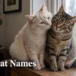 Two sister cats together for sister cat names