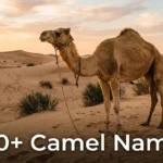 Dromedary camel in desert at golden hour, camel names inspiration