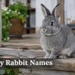 Steel-gray pet rabbit sitting outdoors, ideal for browsing gray rabbit names