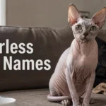 Hairless cat names for a distinctive Sphynx cat