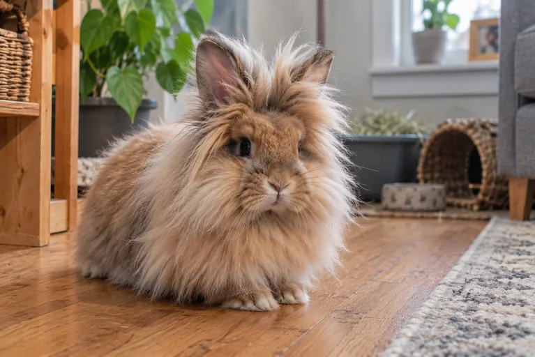 Fluffy Lionhead rabbit showing its distinctive mane