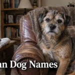 Wiry-haired dog with bushy eyebrows for old man dog names
