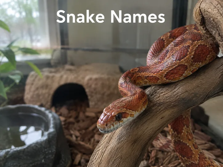 Red corn snake in a terrarium, illustrating ideas for snake names