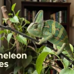 Veiled chameleon perched on a houseplant branch, ready for a name from our chameleon names list