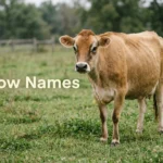 Fawn Jersey cow in a green pasture, a good subject for cow names