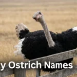 Adult male ostrich with black body and white wing plumes leaning over a farm fence, illustrating funny ostrich names