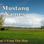 Wild mustang herd grazing in a green pasture — 200+ mustang horse names with meanings