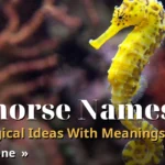 Seahorse Names