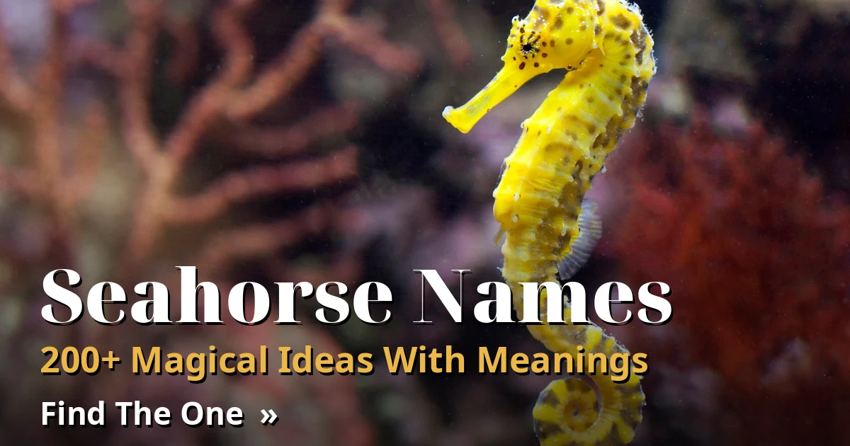 Seahorse Names