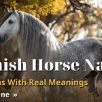 Spanish Horse Names