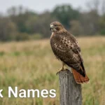 Red-tailed hawk perched on a weathered fence post at the edge of a grass field, a classic subject for hawk names