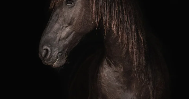 Dark horse portrait — bold show-ring D horse names