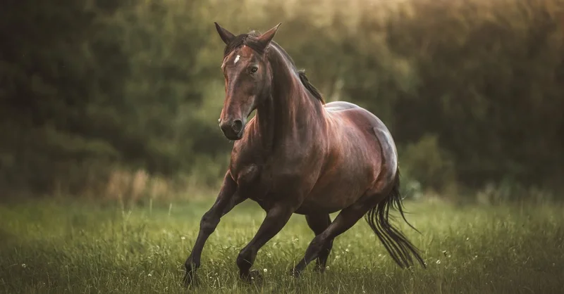 Bay horse galloping across a green pasture — fast D horse names