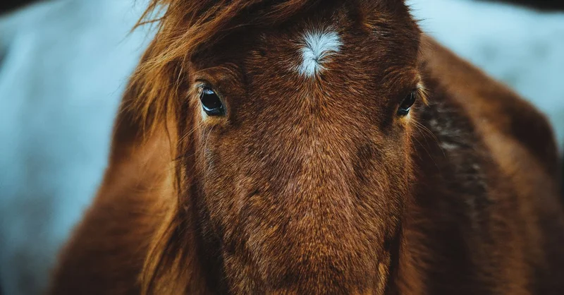 Close-up of a gentle chestnut horse with a white star — sweet D horse names