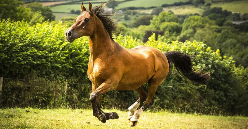 Horse standing in a green field — funny and nature-inspired F horse names