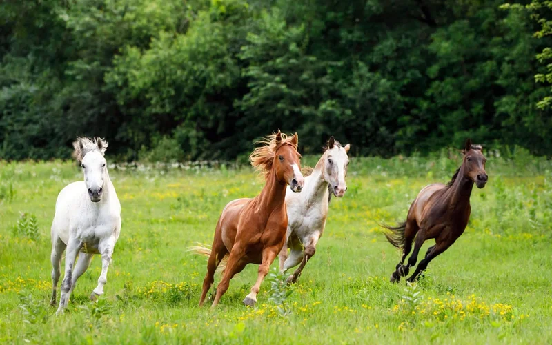 Bay horse portrait — F names for fillies, mares, colts and geldings