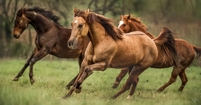 Horses galloping across a field — short punchy F horse names