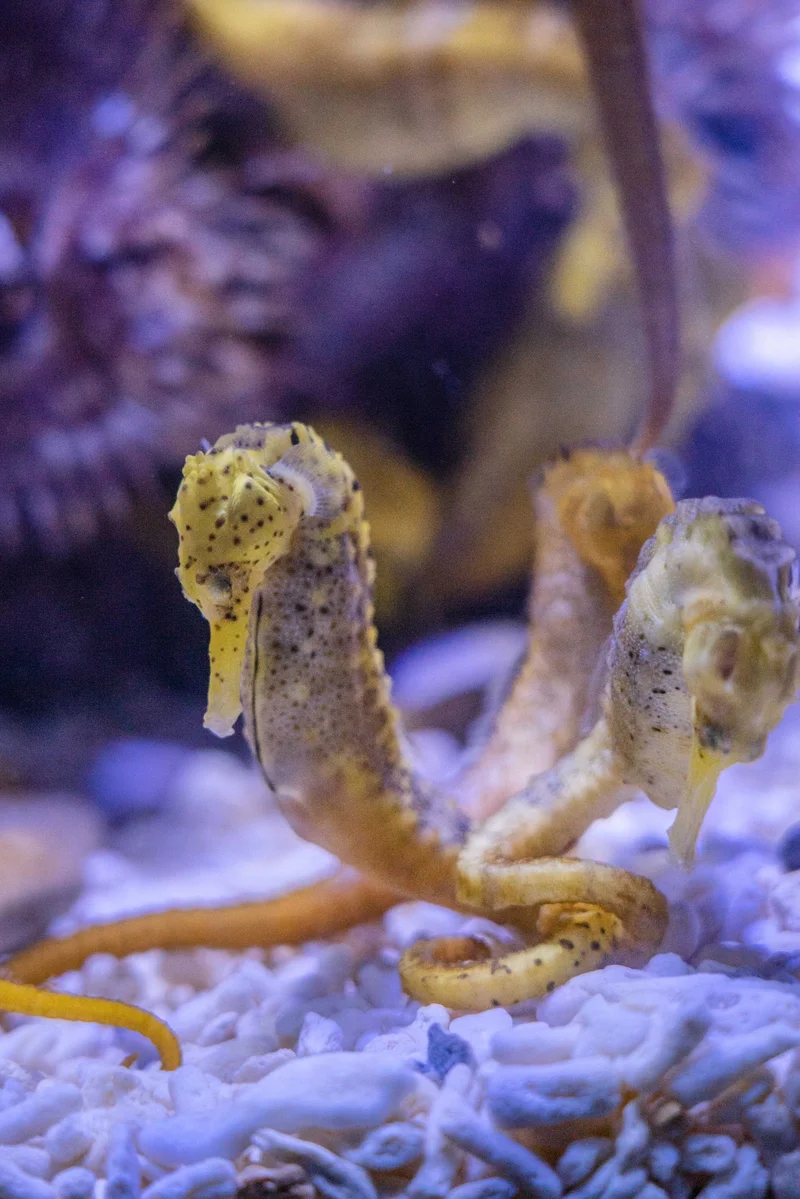 A pair of yellow seahorses resting side by side on a white coral bed