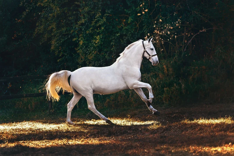 White horse trotting in golden sunlight, illustrating russian horse names like Zima and Svetlana