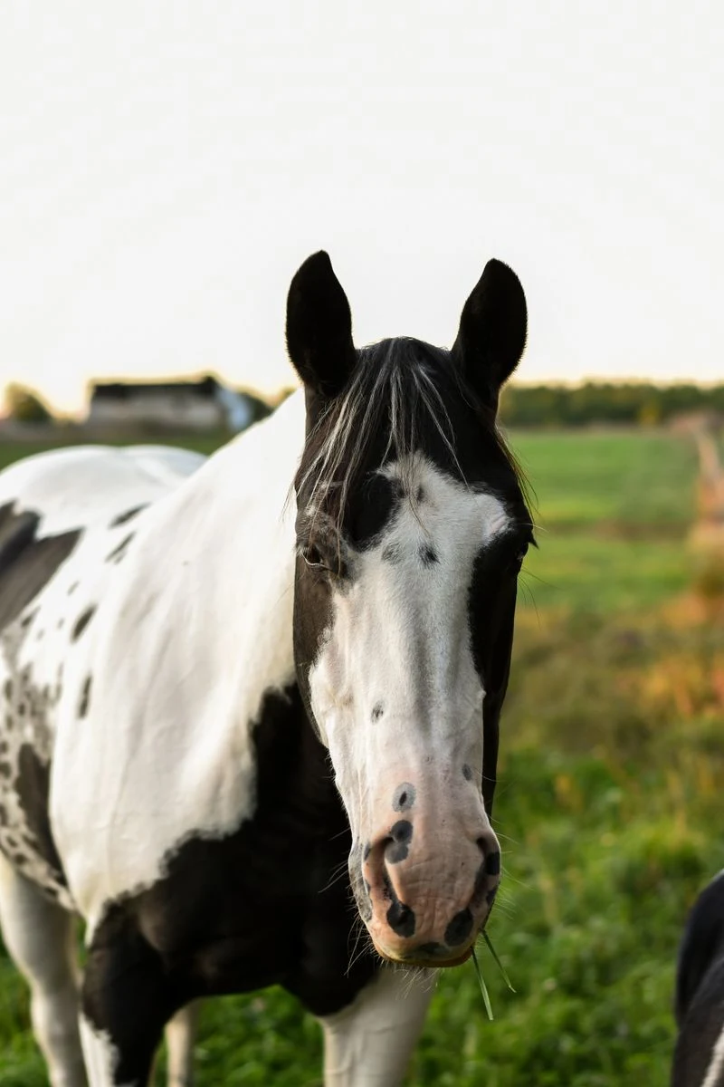 Black and white paint horse standing in a green pasture at golden hour