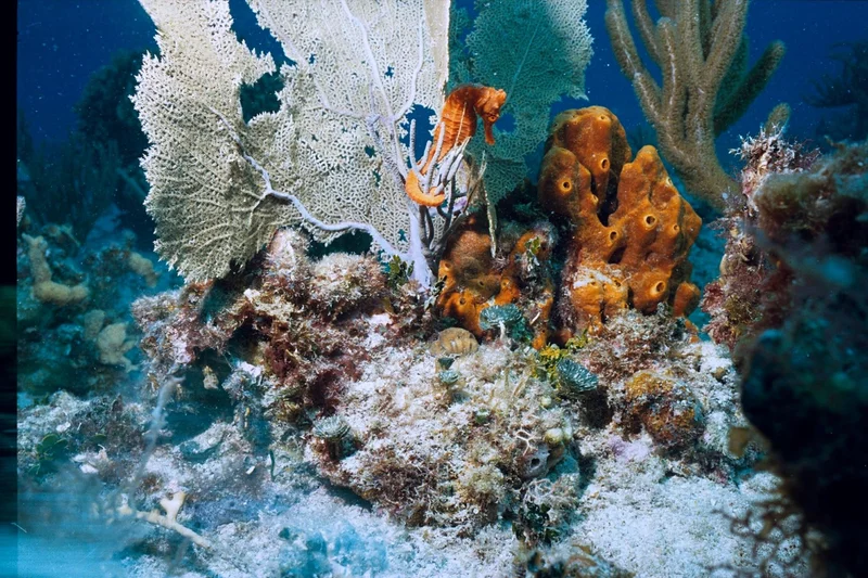 A bright coral reef scene with an orange seahorse wrapped around a sea fan