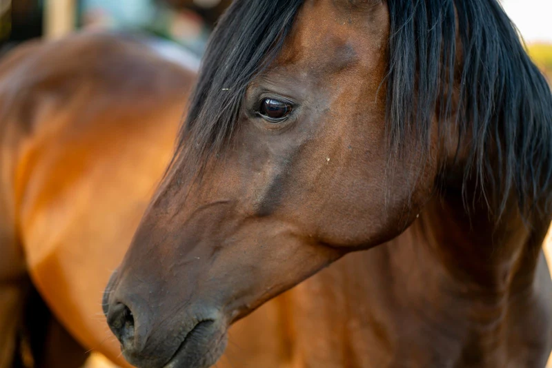 Close-up portrait of a gentle brown horse, illustrating classic russian horse names like Anastasia and Nikolai