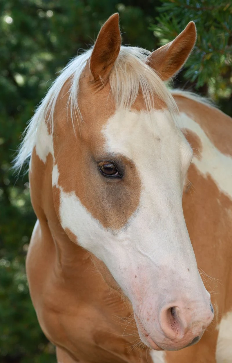 Close-up of a sorrel and white paint horse's face with bold white markings