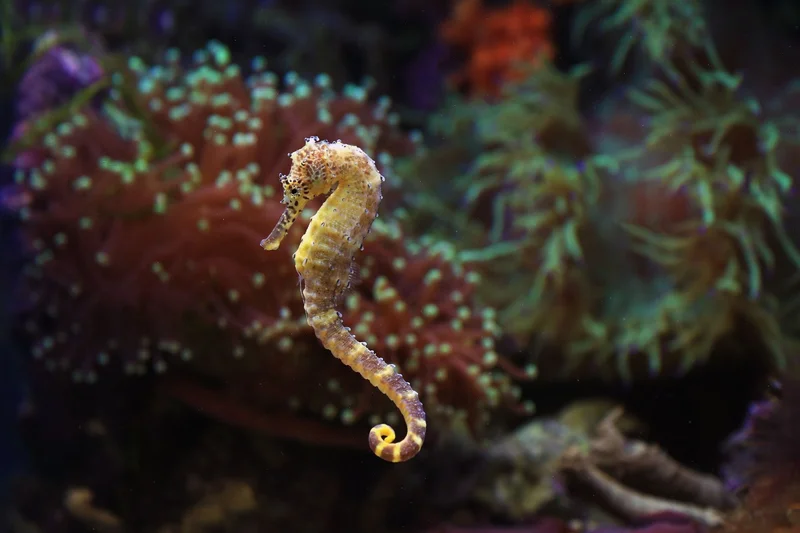 A golden seahorse swimming among colourful coral and anemones in a bright aquarium