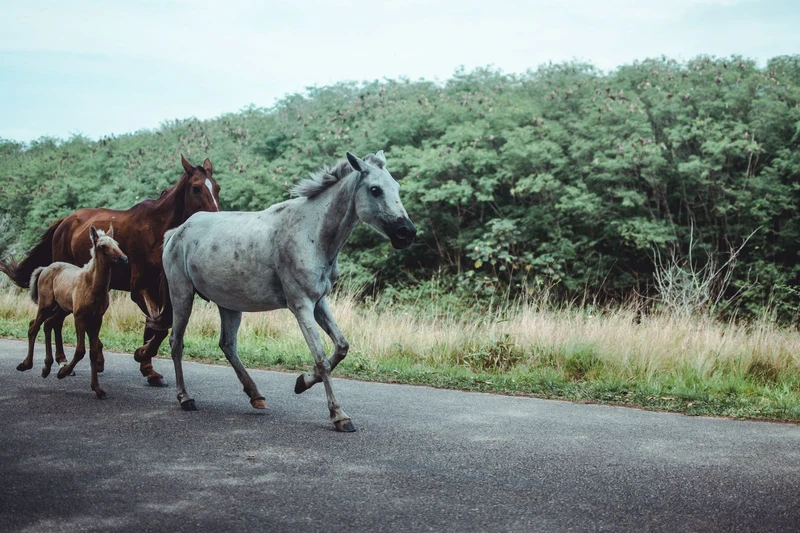 Grey horse and foal walking together, illustrating russian horse names matched to coat colour