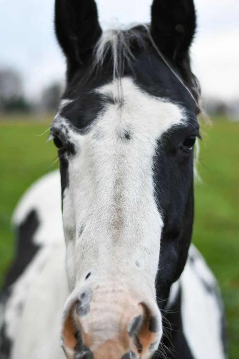 Close-up of a black and white paint horse's bold facial markings