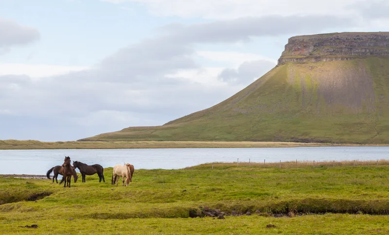 Three horses standing by a mountain lake, illustrating horse names starting with N like Nova and North Star