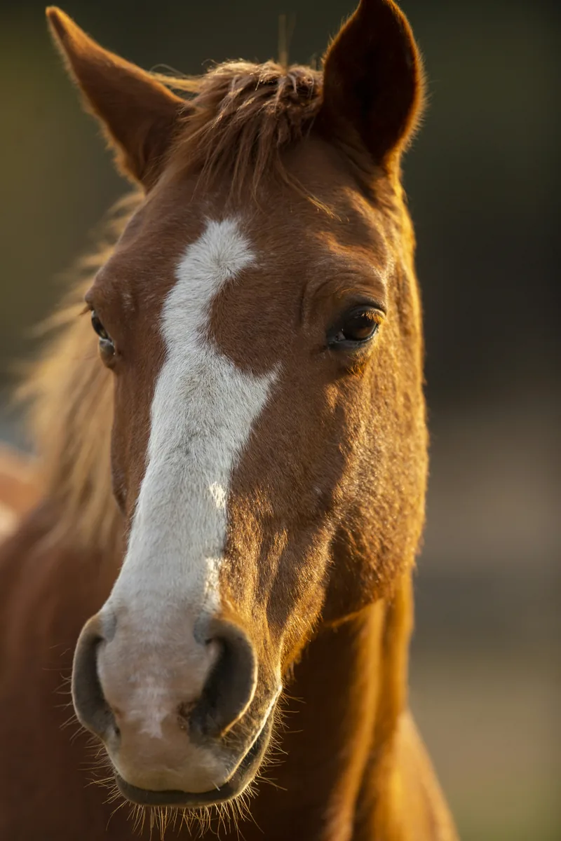Close-up of a chestnut horse with a white blaze, illustrating popular mexican horse names like Azteca and Pancho