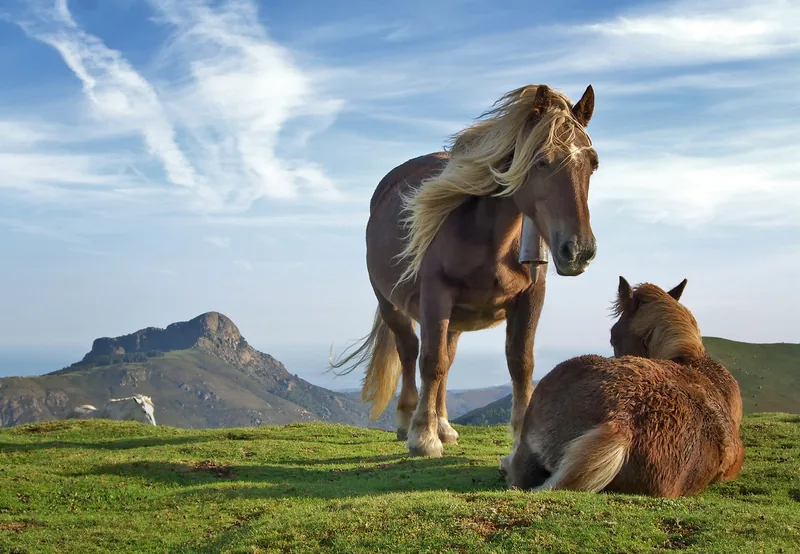 Two horses on a green mountain pasture, illustrating noble horse names starting with N like Nefertiti and Napoleon