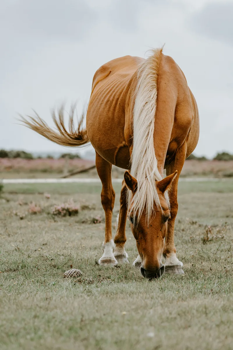 Palomino horse grazing in a green field, illustrating Aztec and Mayan mexican horse names like Xóchitl and Citlali