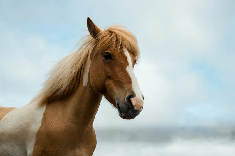 Palomino horse portrait against a bright sky, illustrating fast horse names starting with N like Nitro and Night Train