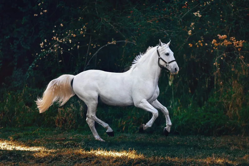 White horse running through a forest, illustrating vaquero and ranch mexican horse names like Bronco and Charro